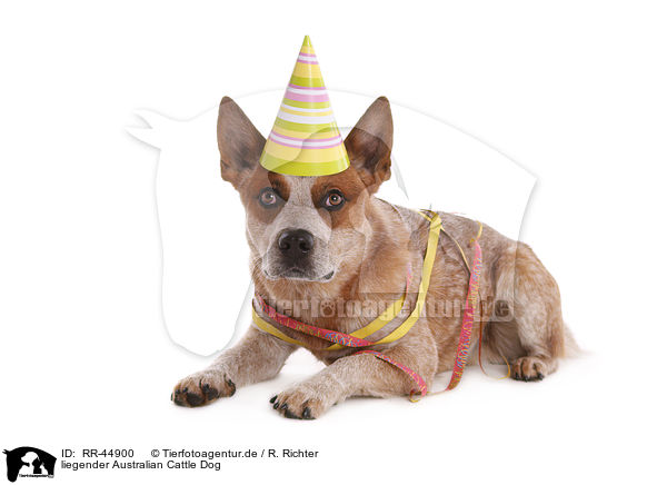 liegender Australian Cattle Dog / RR-44900