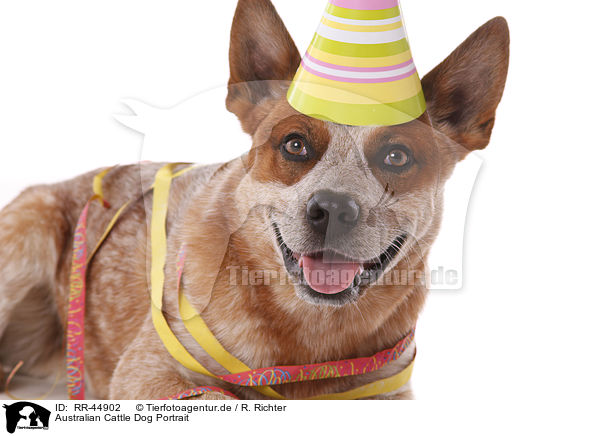 Australian Cattle Dog Portrait / Australian Cattle Dog Portrait / RR-44902
