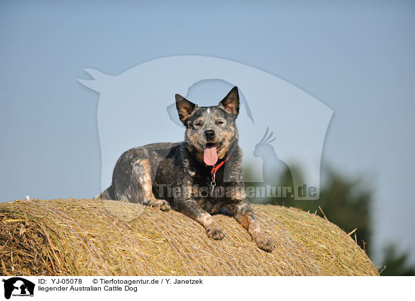 liegender Australian Cattle Dog / lying Australian Cattle Dog / YJ-05078