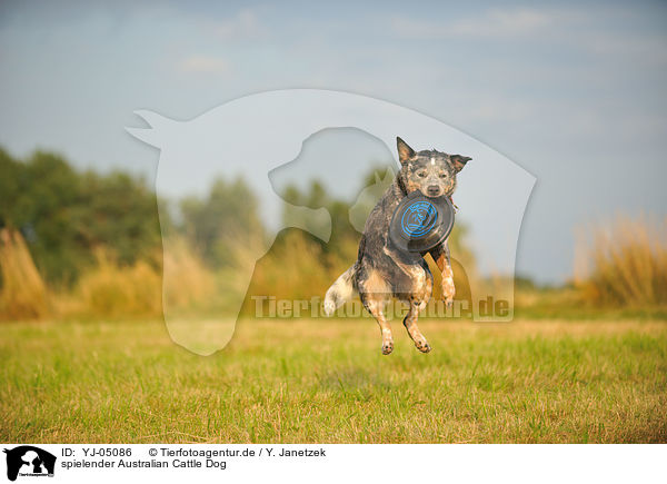 spielender Australian Cattle Dog / playing Australian Cattle Dog / YJ-05086