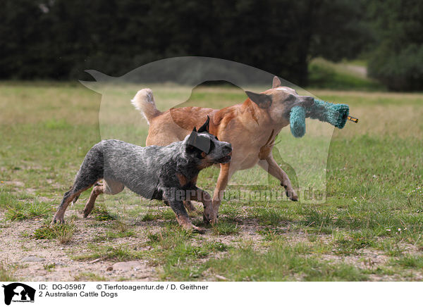 2 Australian Cattle Dogs / 2 Australian Cattle Dogs / DG-05967