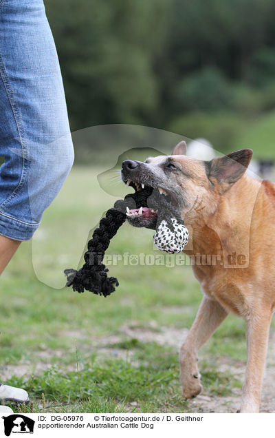 apportierender Australian Cattle Dog / retrieving Australian Cattle Dog / DG-05976
