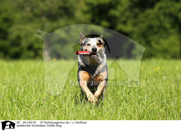 spielender Australian Cattle Dog / playing Australian Cattle Dog / JH-19219