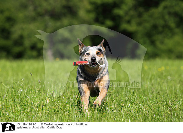 spielender Australian Cattle Dog / playing Australian Cattle Dog / JH-19220