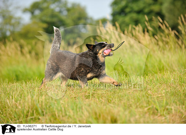 spielender Australian Cattle Dog / playing Australian Cattle Dog / YJ-06271