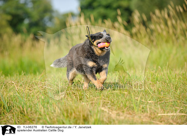 spielender Australian Cattle Dog / playing Australian Cattle Dog / YJ-06276
