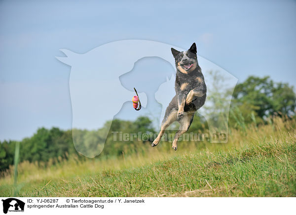 springender Australian Cattle Dog / jumping Australian Cattle Dog / YJ-06287