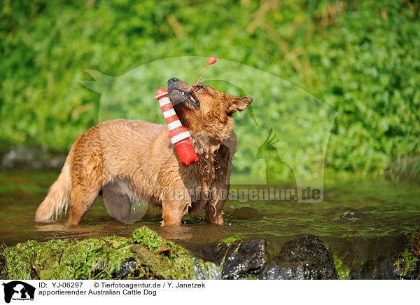 apportierender Australian Cattle Dog / retrieving Australian Cattle Dog / YJ-06297