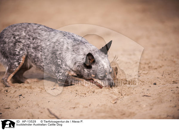 buddelnder Australian Cattle Dog / digging Australian Cattle Dog / AP-13529