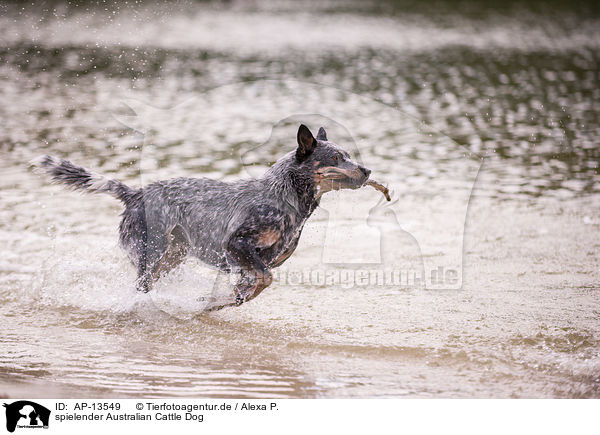 spielender Australian Cattle Dog / playing Australian Cattle Dog / AP-13549