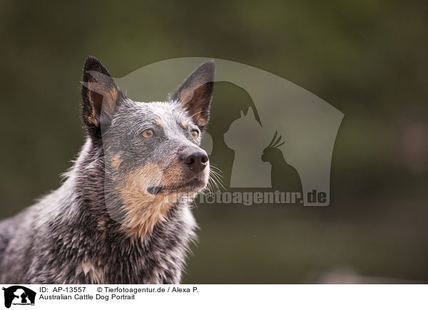 Australian Cattle Dog Portrait / AP-13557