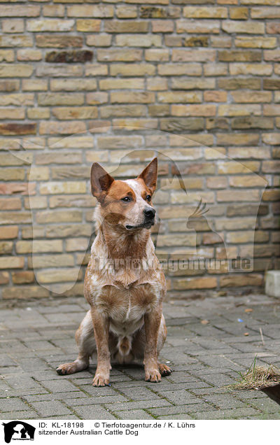 sitzender Australian Cattle Dog / sitting Australian Cattle Dog / KL-18198
