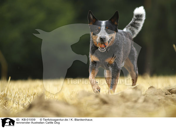 rennender Australian Cattle Dog / running Australian Cattle Dog / KB-01009