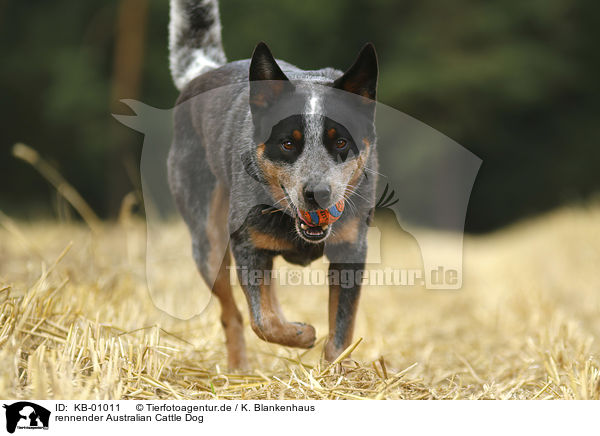 rennender Australian Cattle Dog / running Australian Cattle Dog / KB-01011