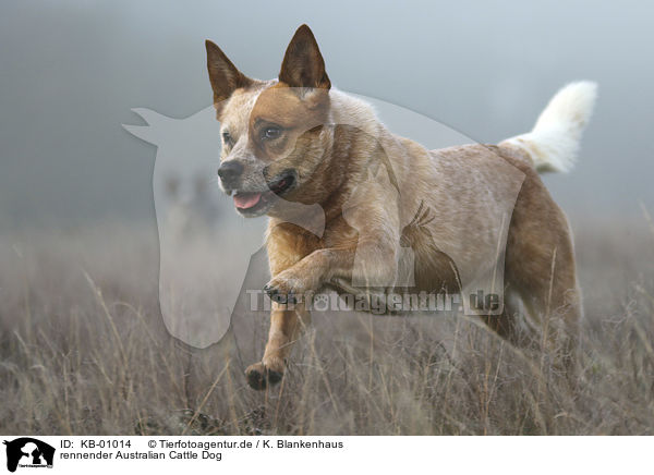 rennender Australian Cattle Dog / KB-01014