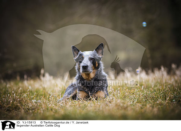 liegender Australian Cattle Dog / lying Australian Cattle Dog / YJ-15813