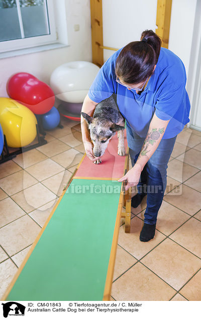 Australian Cattle Dog bei der Tierphysiotherapie / Australian Cattle Dog in animal physiotherapy / CM-01843