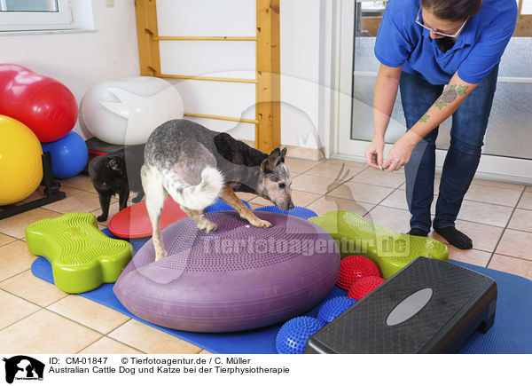 Australian Cattle Dog und Katze bei der Tierphysiotherapie / CM-01847