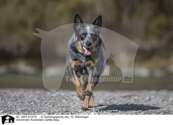 rennender Australian Cattle Dog / running Australian Cattle Dog / DST-01075