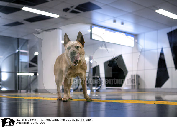 Australian Cattle Dog / Australian Cattle Dog / SIB-01547