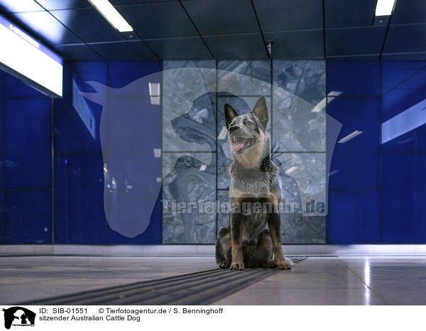 sitzender Australian Cattle Dog / sitting Australian Cattle Dog / SIB-01551