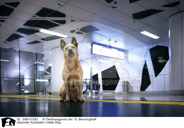 sitzender Australian Cattle Dog / sitting Australian Cattle Dog / SIB-01552
