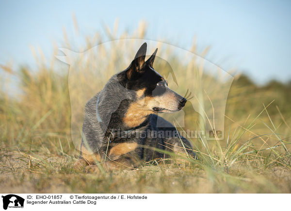 liegender Australian Cattle Dog / lying Australian Cattle Dog / EHO-01857