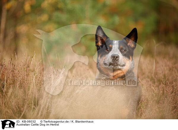 Australian Cattle Dog im Herbst / Australian Cattle Dog in autumn / KB-06032