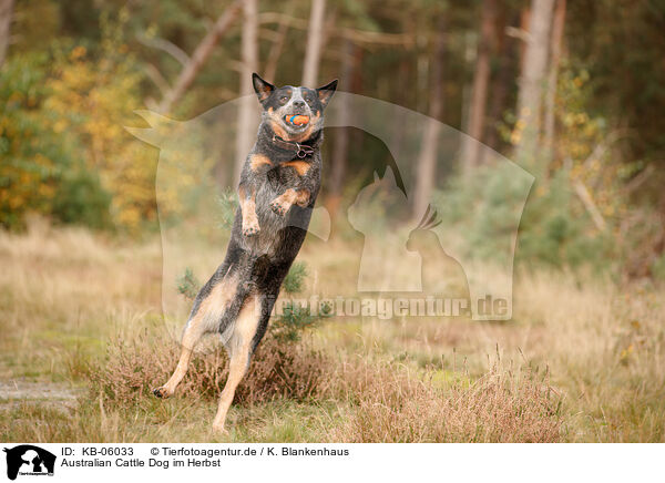 Australian Cattle Dog im Herbst / Australian Cattle Dog in autumn / KB-06033