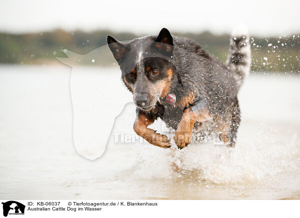 Australian Cattle Dog im Wasser / Australian Cattle Dog in the water / KB-06037