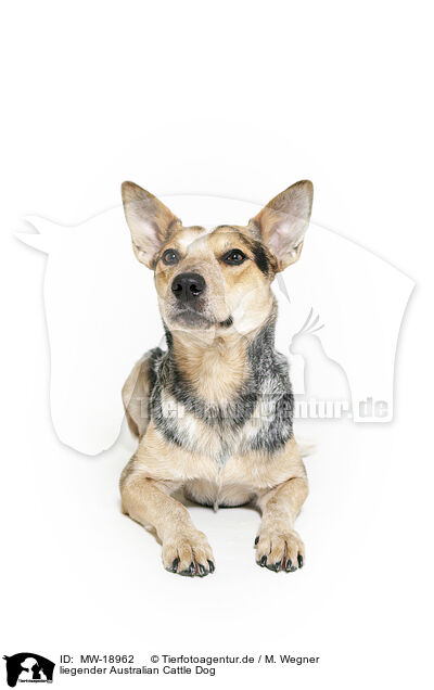 liegender Australian Cattle Dog / lying Australian Cattle Dog / MW-18962