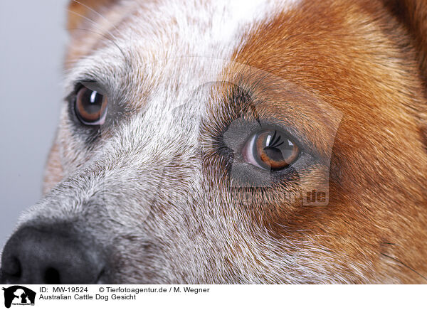 Australian Cattle Dog Gesicht / Australian Cattle Dog face / MW-19524