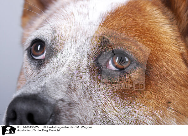 Australian Cattle Dog Gesicht / Australian Cattle Dog face / MW-19525