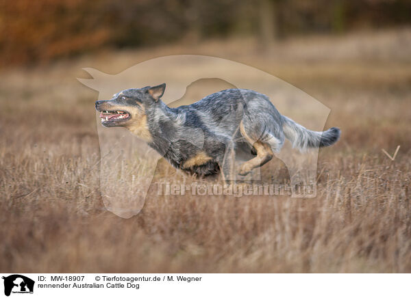 rennender Australian Cattle Dog / MW-18907