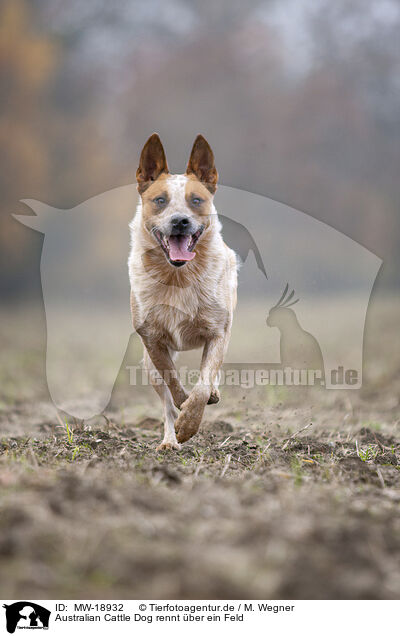 Australian Cattle Dog rennt ber ein Feld / Australian cattle dog running across a field / MW-18932