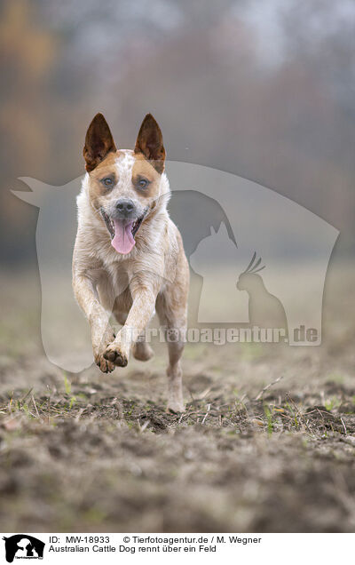 Australian Cattle Dog rennt ber ein Feld / Australian cattle dog running across a field / MW-18933