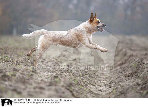 Australian Cattle Dog rennt ber ein Feld / Australian cattle dog running across a field / MW-18940