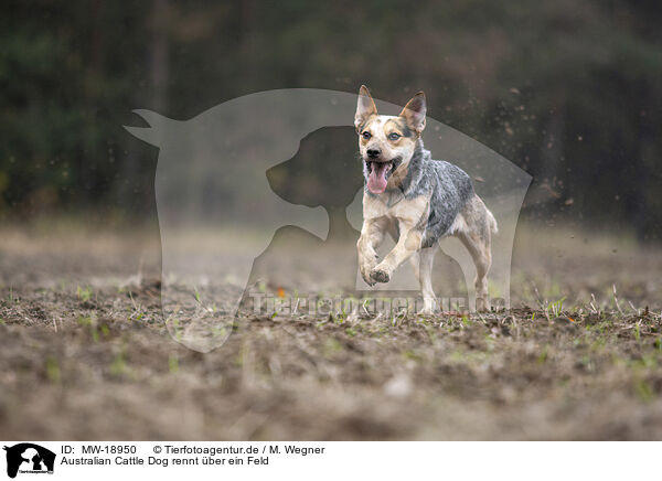 Australian Cattle Dog rennt ber ein Feld / Australian cattle dog running across a field / MW-18950