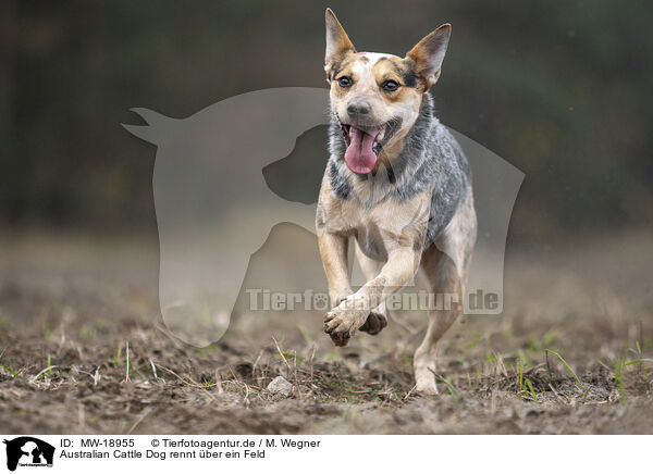 Australian Cattle Dog rennt �ber ein Feld / Australian cattle dog running across a field / MW-18955