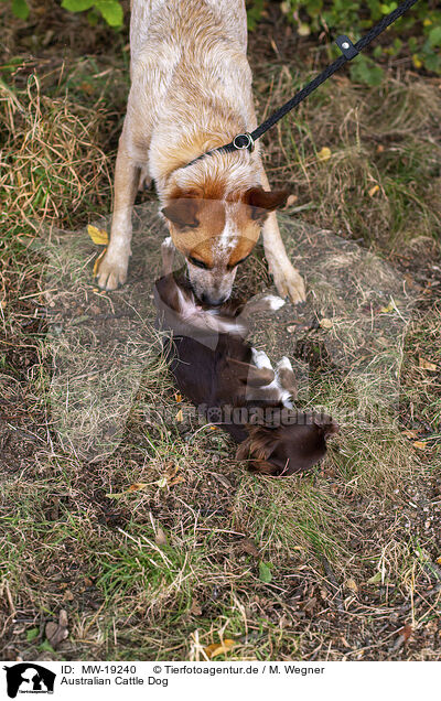 Australian Cattle Dog / Australian Cattle Dog / MW-19240