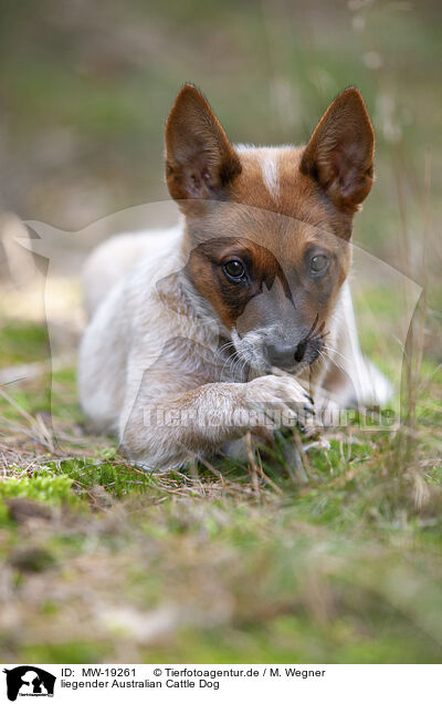 liegender Australian Cattle Dog / lying Australian Cattle Dog / MW-19261