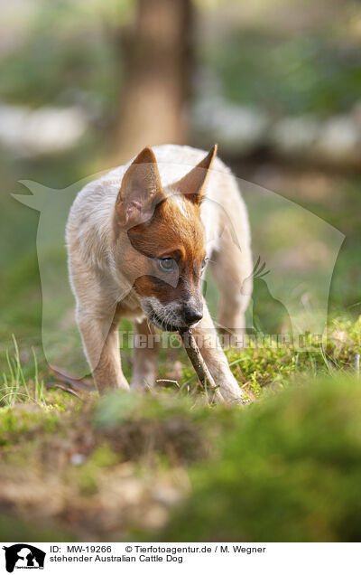 stehender Australian Cattle Dog / standing Australian Cattle Dog / MW-19266