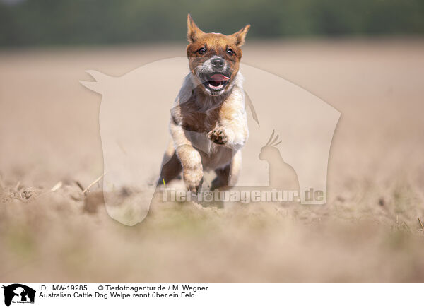 Australian Cattle Dog Welpe rennt ber ein Feld / MW-19285