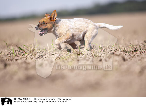 Australian Cattle Dog Welpe rennt ber ein Feld / Australian cattle dog puppy running across a field / MW-19288