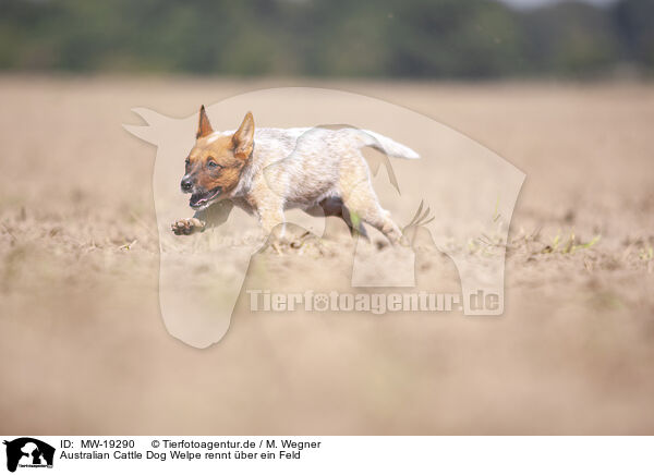 Australian Cattle Dog Welpe rennt ber ein Feld / Australian cattle dog puppy running across a field / MW-19290