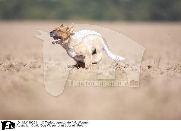 Australian Cattle Dog Welpe rennt ber ein Feld / Australian cattle dog puppy running across a field / MW-19291
