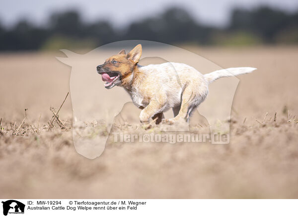 Australian Cattle Dog Welpe rennt ber ein Feld / Australian cattle dog puppy running across a field / MW-19294
