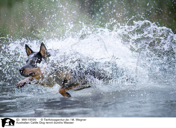 Australian Cattle Dog rennt durchs Wasser / Australian Cattle Dog runs through the water / MW-19590