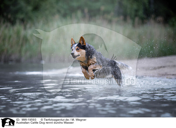 Australian Cattle Dog rennt durchs Wasser / Australian Cattle Dog runs through the water / MW-19593