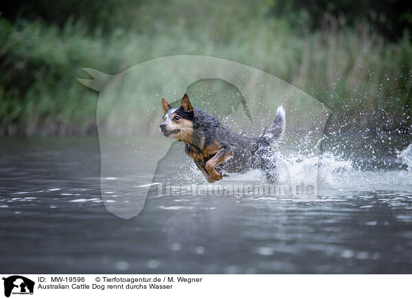 Australian Cattle Dog rennt durchs Wasser / Australian Cattle Dog runs through the water / MW-19596